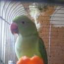 Подробнее об объявлении «Москва Пропал попугай.» Фото: пропало другое животное  «Москва Пропал попугай.» в г. Москва