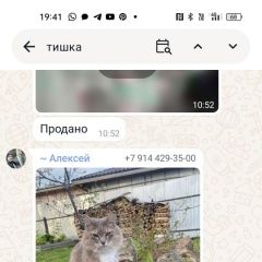 Подробнее об объявлении «Хабаровск Пропал кот» Фото: пропала кошка  «Хабаровск Пропал кот» в г. Хабаровск