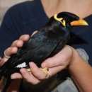 Подробнее об объявлении «Пропало домашнее животное птица Пермь» Фото: пропало другое животное  «Пропало домашнее животное птица Пермь» в г. Пермь