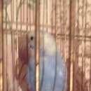 Подробнее об объявлении «Пропал попугай. Жуковский» Фото: пропало другое животное  «Пропал попугай. Жуковский» в г. Жуковский