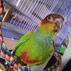Подробнее об объявлении «Пропал попугай Троицк» Фото: пропало другое животное  «Пропал попугай Троицк» в г. Троицк