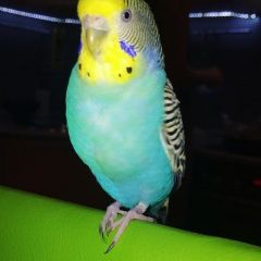 Подробнее об объявлении «Красноярск Пропал попугай» Фото: пропало другое животное  «Красноярск Пропал попугай» в г. Красноярск