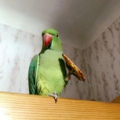 Подробнее об объявлении «Липецк Пропал попугай улетел попугай» Фото: пропало другое животное  «Липецк Пропал попугай улетел попугай» в г. Липецк