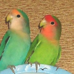 Подробнее об объявлении «Подольск Пропал попугай улетел попугай - неразлучник» Фото: пропало другое животное  «Подольск Пропал попугай улетел попугай -...» в г. Подольск