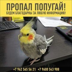 Подробнее об объявлении «Казань Пропал попугай» Фото: пропало другое животное  «Казань Пропал попугай» в г. Казань