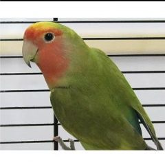 Подробнее об объявлении «Красноярск Пропал попугай» Фото: пропало другое животное  «Красноярск Пропал попугай» в г. Красноярск