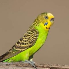 Подробнее об объявлении «Санкт-Петербург Пропал попугай» Фото: пропало другое животное  «Санкт-Петербург Пропал попугай» в г. Санкт-Петербург