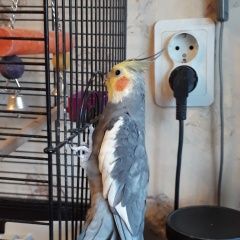 Подробнее об объявлении «Санкт-Петербург Пропал попугай улетел попугай корел» Фото: пропало другое животное  «Санкт-Петербург Пропал попугай улетел попугай...» в г. Санкт-Петербург