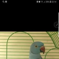 Подробнее об объявлении «Санкт-Петербург Пропал попугай ожереловый» Фото: пропало другое животное  «Санкт-Петербург Пропал попугай ожереловый» в г. Санкт-Петербург