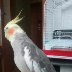 Подробнее об объявлении «Санкт-Петербург Пропал попугай улетел попугай» Фото: пропало другое животное  «Санкт-Петербург Пропал попугай улетел попугай» в г. Санкт-Петербург