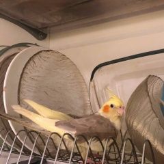 Подробнее об объявлении «Санкт-Петербург Пропал попугай корелла» Фото: пропало другое животное  «Санкт-Петербург Пропал попугай корелла» в г. Санкт-Петербург