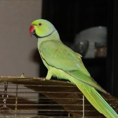 Подробнее об объявлении «Подольск Пропал попугай улетел попугай» Фото: пропало другое животное  «Подольск Пропал попугай улетел попугай» в г. Подольск