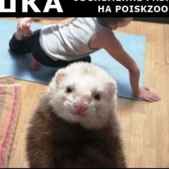 Подробнее об объявлении «Краснодар Пропал хорёк хорёк» Фото: пропало другое животное  «Краснодар Пропал хорёк хорёк» в г. Краснодар