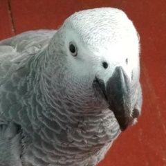 Подробнее об объявлении «Санкт-Петербург Пропал попугай улетел попугай жако» Фото: пропало другое животное  «Санкт-Петербург Пропал попугай улетел попугай жако» в г. Санкт-Петербург