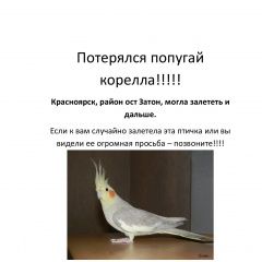 Подробнее об объявлении «Красноярск Пропал попугай» Фото: пропало другое животное  «Красноярск Пропал попугай» в г. Красноярск