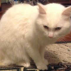 Подробнее об объявлении «Адлер Пропал кот белый кот» Фото: пропала кошка  «Адлер Пропал кот белый кот» в г. Адлер