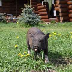 Подробнее об объявлении «Мытищи Пропало домашнее животное» Фото: пропало другое животное  «Мытищи Пропало домашнее животное» в г. Мытищи
