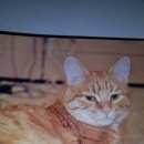 Подробнее об объявлении «Пропало домашнее животное кот Пермь» Фото: пропало другое животное Бобтейл «Пропало домашнее животное кот Пермь» в г. Пермь