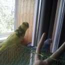 Подробнее об объявлении «Липецк Пропал попугай» Фото: пропало другое животное  «Липецк Пропал попугай» в г. Липецк