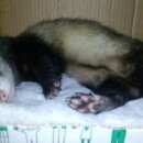 Подробнее об объявлении «Самара Пропал хорек» Фото: пропало другое животное  «Самара Пропал хорек» в г. Самара