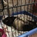 Подробнее об объявлении «Иваново Пропал хорек» Фото: пропало другое животное  «Иваново Пропал хорек» в г. Иваново