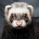 Подробнее об объявлении «Ульяновск Пропал хорек» Фото: пропало другое животное  «Ульяновск Пропал хорек» в г. Ульяновск