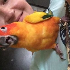 Подробнее об объявлении «Пропал попугай   Солнечногорск» Фото: пропало другое животное  «Пропал попугай   Солнечногорск» в г. Солнечногорск