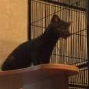 Подробнее об объявлении «Москва Пропало домашнее животное соболь» Фото: пропало другое животное  «Москва Пропало домашнее животное соболь» в г. Москва