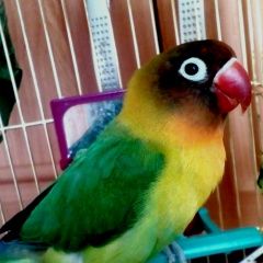Подробнее об объявлении «Пропал попугай вылетел попугай неразлучник Смоленск» Фото: пропало другое животное  «Пропал попугай вылетел попугай неразлучник...» в г. Смоленск
