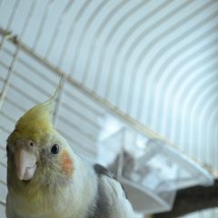 Подробнее об объявлении «Самара Пропал попугайчик корелла» Фото: пропало другое животное  «Самара Пропал попугайчик корелла» в г. Самара