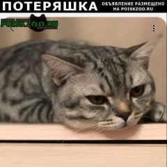 Подробнее об объявлении «Иркутск Пропала кошка кот» Фото: пропала кошка  «Иркутск Пропала кошка кот» в г. Иркутск