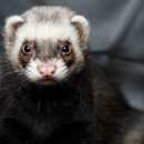 Подробнее об объявлении «Москва Пропал хорек.» Фото: пропало другое животное  «Москва Пропал хорек.» в г. Москва