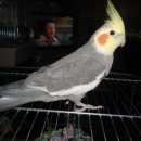 Подробнее об объявлении «Всеволожск Пропал попугай корелла» Фото: пропало другое животное  «Всеволожск Пропал попугай корелла» в г. Всеволожск