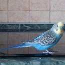 Подробнее об объявлении «Москва Пропал попугай волнистый попугай» Фото: пропало другое животное  «Москва Пропал попугай волнистый попугай» в г. Москва