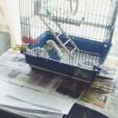 Подробнее об объявлении «Москва Пропал попугай» Фото: пропало другое животное  «Москва Пропал попугай» в г. Москва