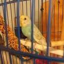Подробнее об объявлении «Москва Пропал попугай улетел волнистый попугай» Фото: пропало другое животное  «Москва Пропал попугай улетел волнистый попугай» в г. Москва