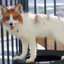 Подробнее об объявлении «Санкт-Петербург Пропало домашнее животное лиса» Фото: пропало другое животное  «Санкт-Петербург Пропало домашнее животное лиса» в г. Санкт-Петербург