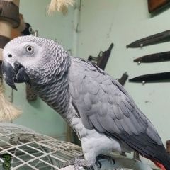 Подробнее об объявлении «Пропал попугай улетел попугай жако г.  Зеленоград» Фото: пропало другое животное  «Пропал попугай улетел попугай жако г.  Зеленоград» в г. Зеленоград