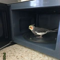 Подробнее об объявлении «Анапа Пропал попугай корелла» Фото: пропало другое животное  «Анапа Пропал попугай корелла» в г. Анапа