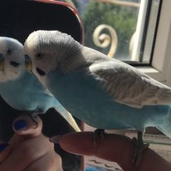 Подробнее об объявлении «Пропал попугай улетел попугай Сочи» Фото: пропало другое животное  «Пропал попугай улетел попугай Сочи» в г. Сочи