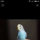 Подробнее об объявлении «Санкт-Петербург Пропал попугай улетел волнистый попугайчик» Фото: пропало другое животное  «Санкт-Петербург Пропал попугай улетел волнистый...» в г. Санкт-Петербург