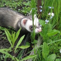 Подробнее об объявлении «Пропал хорек Нижний Новгород» Фото: пропало другое животное  «Пропал хорек Нижний Новгород» в г. Нижний Новгород
