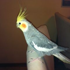 Подробнее об объявлении «Одинцово Пропал попугай корелла» Фото: пропало другое животное  «Одинцово Пропал попугай корелла» в г. Одинцово