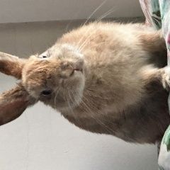 Подробнее об объявлении «Мытищи Пропало домашнее животное заяц» Фото: пропало другое животное  «Мытищи Пропало домашнее животное заяц» в г. Мытищи