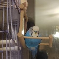 Подробнее об объявлении «Пропал попугай Нижний Новгород» Фото: пропало другое животное  «Пропал попугай Нижний Новгород» в г. Нижний Новгород