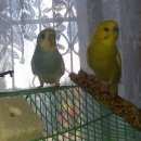 Подробнее об объявлении «Липецк Пропал попугай волнистый попугай(девочка)» Фото: пропало другое животное  «Липецк Пропал попугай волнистый попугай(девочка)» в г. Липецк