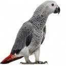 Подробнее об объявлении «Челябинск Пропал попугай жако» Фото: пропало другое животное  «Челябинск Пропал попугай жако» в г. Челябинск