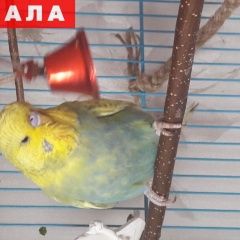 Подробнее об объявлении «Пропал попугай Нижний Новгород» Фото: пропало другое животное  «Пропал попугай Нижний Новгород» в г. Нижний Новгород