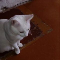 Картинка пропала кошка В городе Майкоп (Адыгея) исчез котишка. Майкоп (Адыгея)