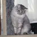Подробнее об объявлении «Пропало домашнее животное кот Нижний Новгород» Фото: пропало другое животное  «Пропало домашнее животное кот Нижний Новгород» в г. Нижний Новгород